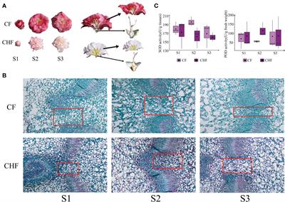 Transcriptome and targeted hormone metabolome reveal the molecular mechanisms of flower abscission in camellia